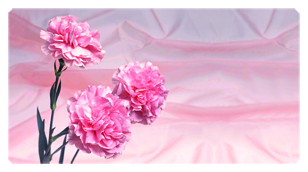 DSC700 022 Pink Carnation